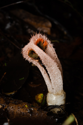 Laternea pusilla