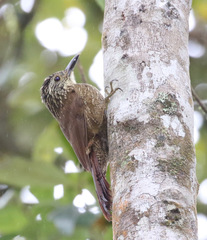 Dendrocolaptes platyrostris