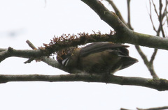 Pachyramphus validus