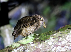 Megascops sanctaecatarinae