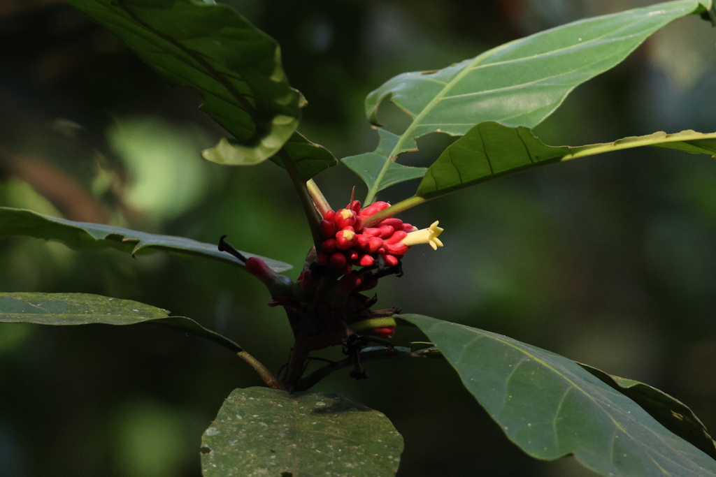 Pentagonia macrophylla; photograph (c) Aitor, some rights reserved (CC BY)