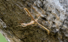 Pterophoroidea