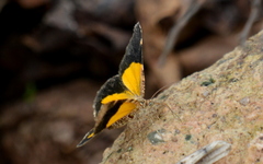 Heterusia