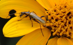 Chauliognathus hieroglyphicus