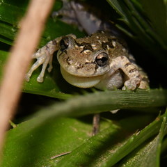 Scinax granulatus