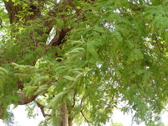 Tamarindus indica image