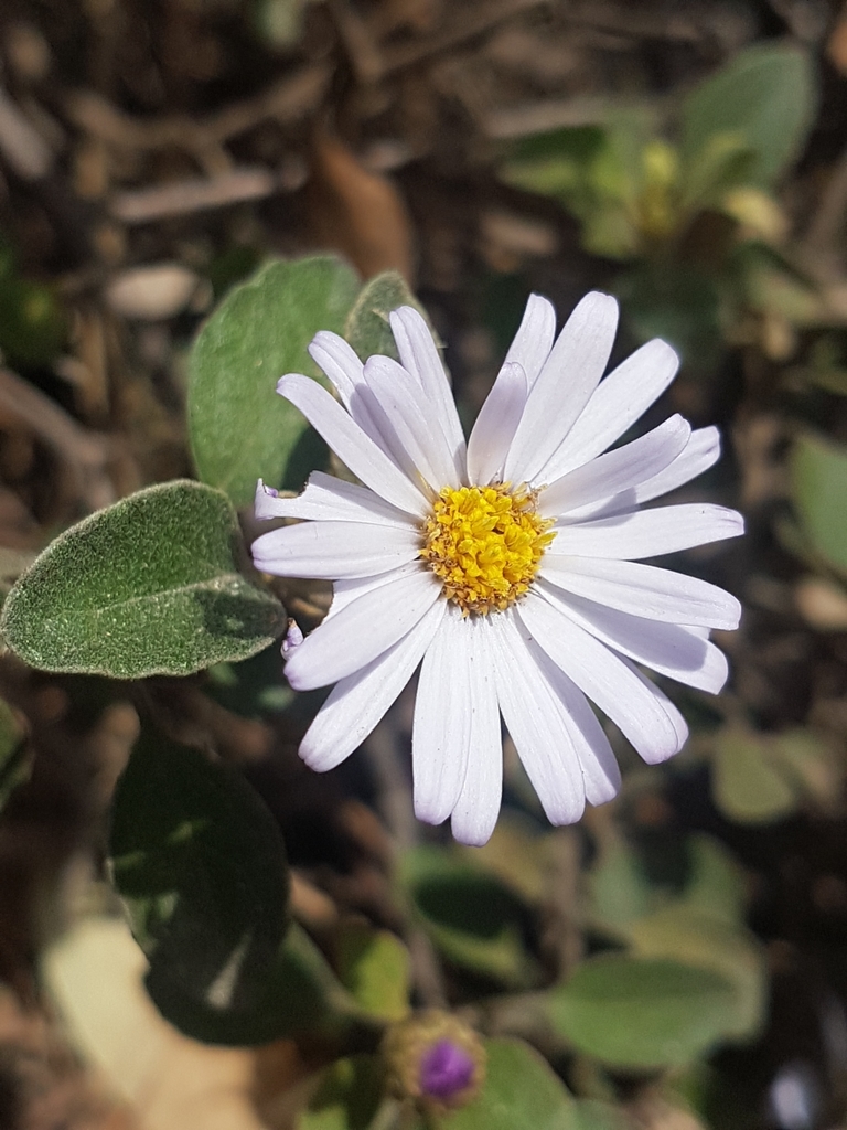 toothed daisy-bush