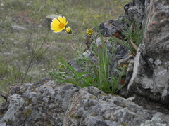 Layia platyglossa