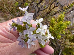 Veronica masoniae