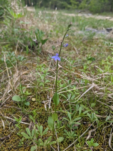 Image of Lobelia gattingeri by (c) Alaina Krakowiak, some rights reserved (CC BY)