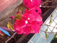 Bougainvillea