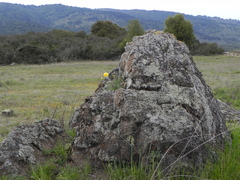 Layia platyglossa
