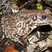 River Frog - Photo (c) John G. Phillips, some rights reserved (CC BY-NC)