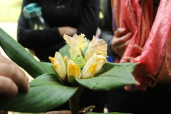 Redleaf Costus (Costus erythrophyllus)