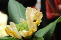 Costus erythrophyllus, photograph (c) Andrés Ramírez-Barrera, some rights reserved (CC BY)
