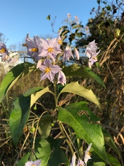 Solanum paniculatum