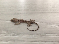 Gekko chinensis