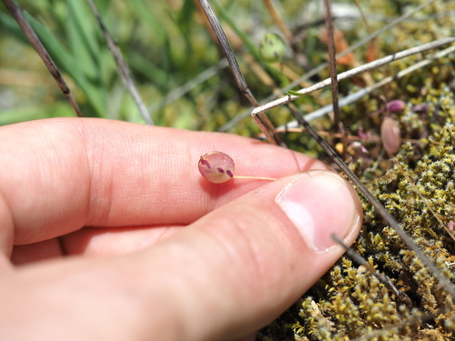 Image of Idahoa scapigera by (c) Nathan Earley, some rights reserved (CC BY)