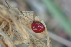 Cycloneda sanguinea
