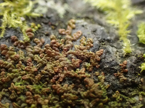 Frullania franciscana