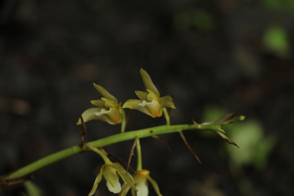Xylobium pallidiflorum