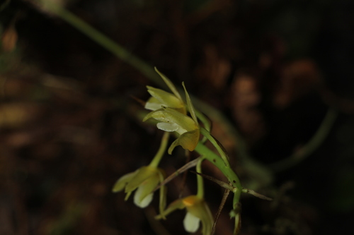 Xylobium pallidiflorum, photograph 1