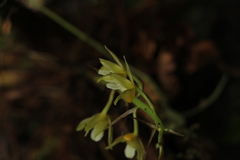 (c) Andrés Ramírez-Barrera, some rights reserved (CC BY) Xylobium pallidiflorum, photograph (c) Andrés Ramírez-Barrera, some rights reserved (CC BY)