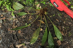 Xylobium pallidiflorum, photograph (c) Andrés Ramírez-Barrera, some rights reserved (CC BY)