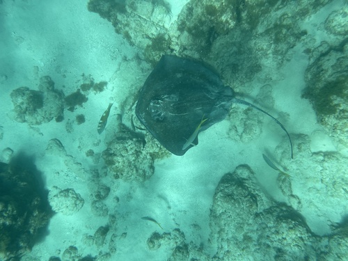 Southern stingray