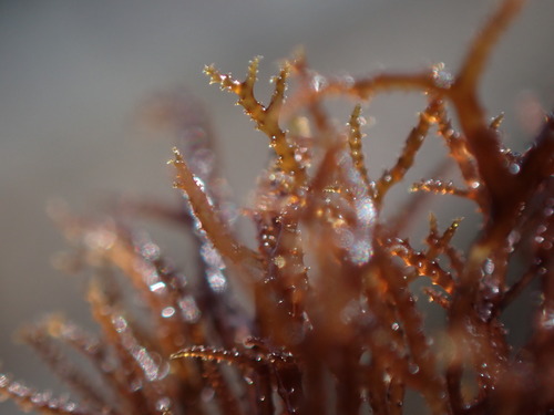 Image of Endocladia muricata by no rights reserved