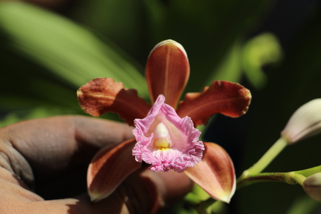 Sobralia odorata
