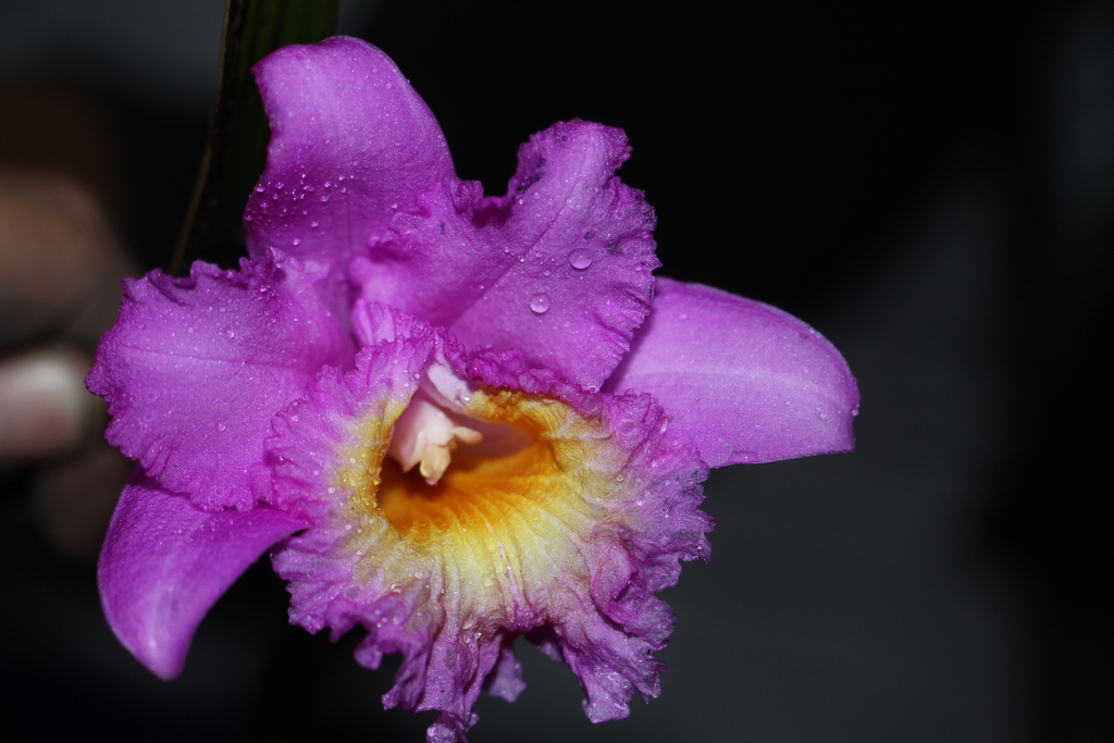 Sobralia violacea