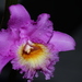 Sobralia violacea - Photo (c) Andrés Ramírez-Barrera, algunos derechos reservados (CC BY), subido por Andrés Ramírez-Barrera