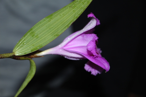 Foto de Sobralia