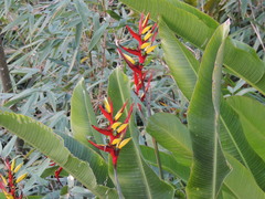 Heliconia subulata