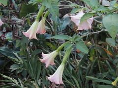 Brugmansia arborea