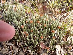 Kelleria dieffenbachii