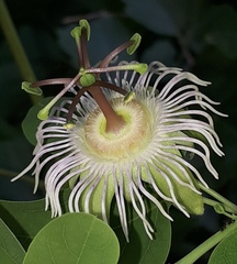 Passiflora mexicana
