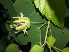 Passiflora mexicana