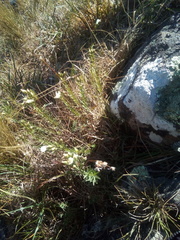 Linum monogynum monogynum