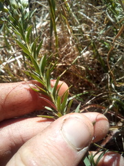 Linum monogynum monogynum