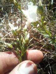Linum monogynum monogynum