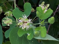 Passiflora mexicana