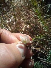 Linum monogynum monogynum