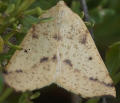 Neoterpes edwardsata