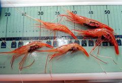 Plesionika edwardsii