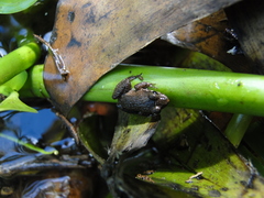 Leptodactylus podicipinus