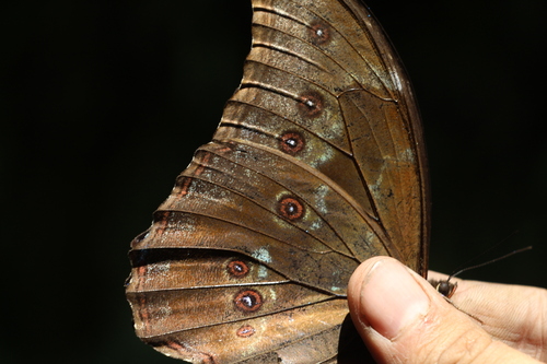 Amathonte Morpho