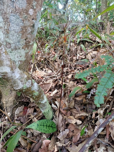 Cryptostylis taiwaniana iNat (3)