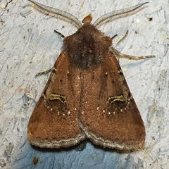 Eucoptocnemis fimbriaris